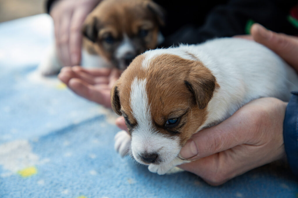 Urodziły się Jack Russell Terrier