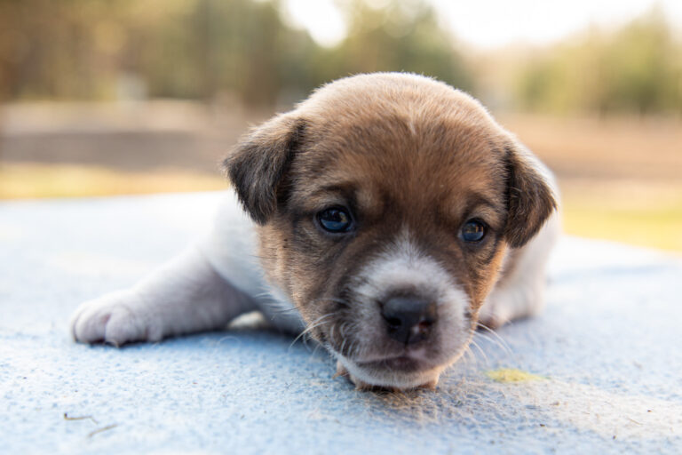 Jack Russell Terrier - szczeniak
