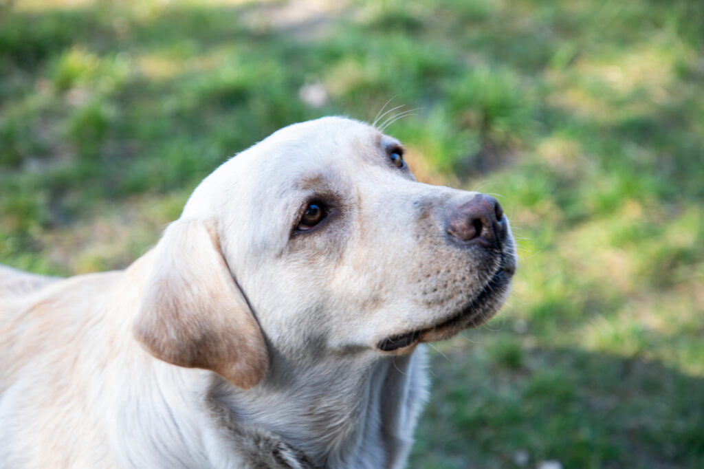 YARA Matka - Labrador Retriever