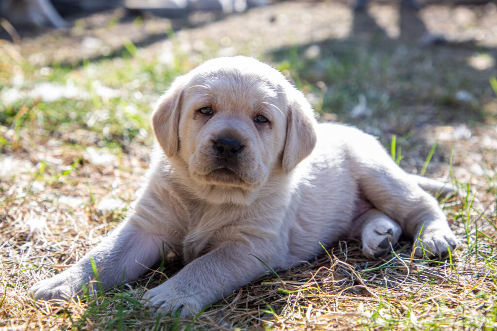 Mamy szczenięta Labrador Retriever!