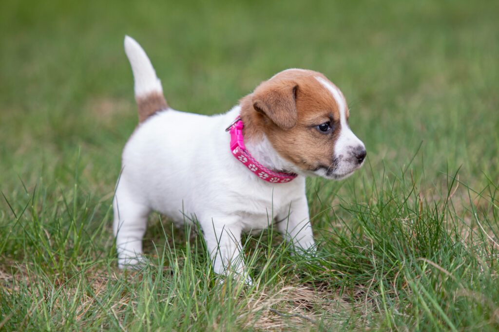 5 tygodniowe Jack Russell Terrier
